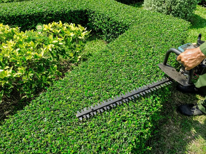 Hedge Trim & Prune Hedge Trim & Prune